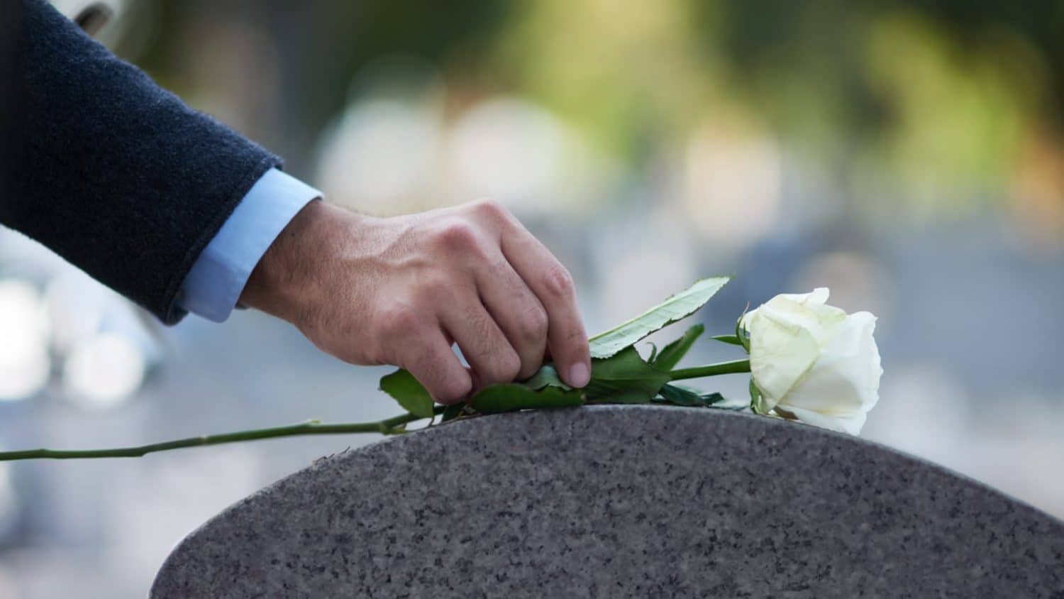 Close-up of a hand placing a white rose on a gravestone.