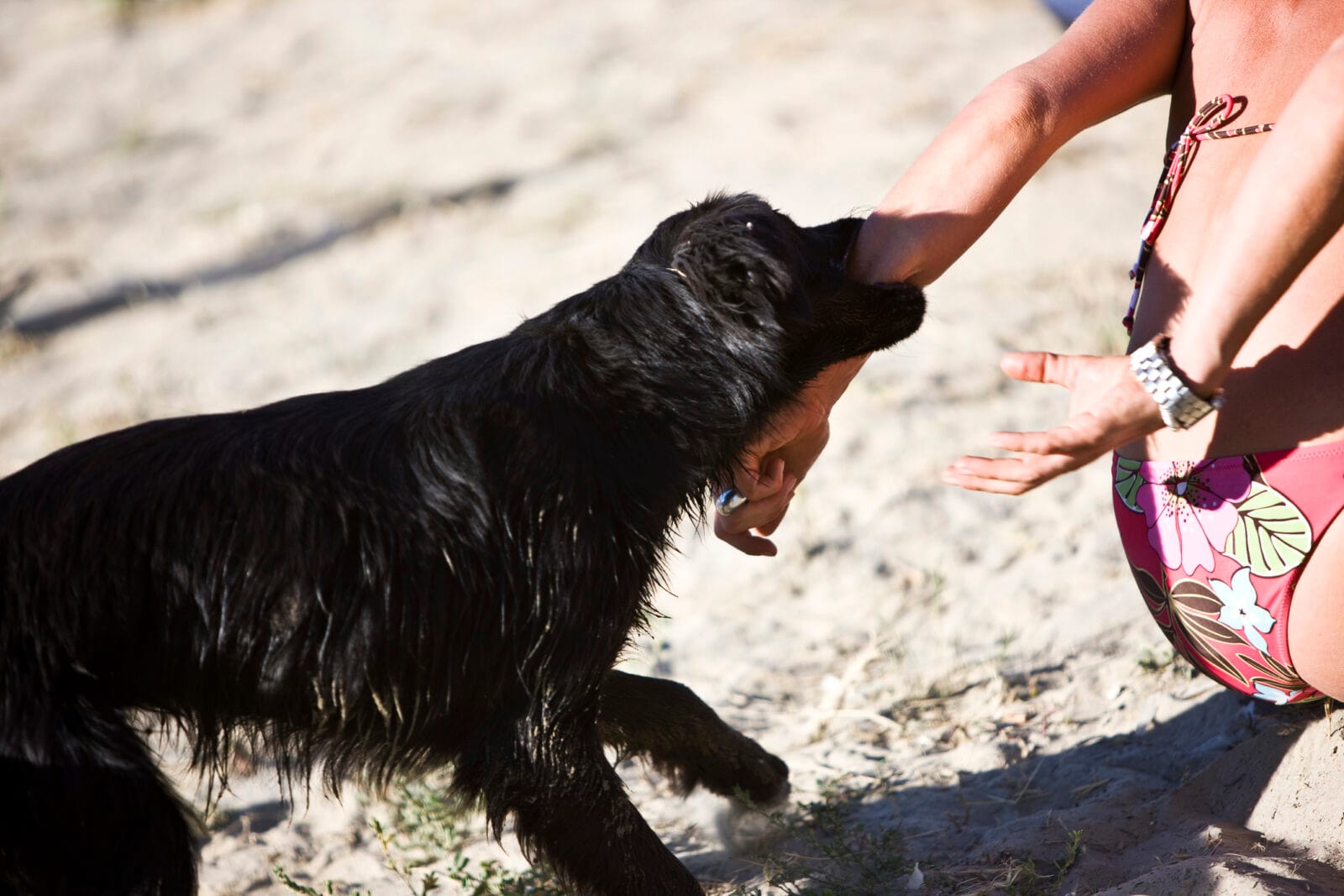 A black dog is biting a woman’s arm from behind on the beach.